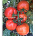 T53 Dabao mi-tard maturité graines de tomates hybrides rouges